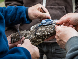 Zoologové budou ptáky sledovat pomocí vysílaček.