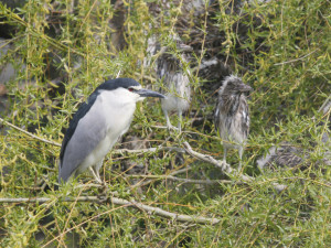 Kvakoš noční je drobná volavka. Česko patří k jeho nejsevernějším hnízdištím.