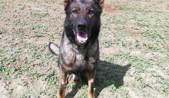 Ztraceného svatebčana musel vypátrat policejní pes Chico