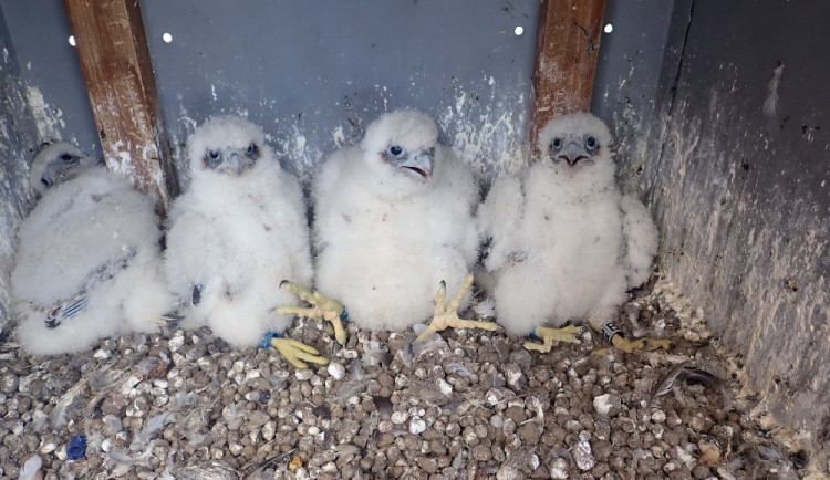 Sokolí pár vyseděl na stometrovém komínu v Dukovanech čtyřčata