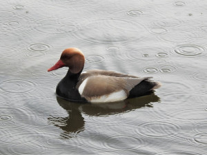 Zrzohlávka rudozubá od uživatele rehounkovi