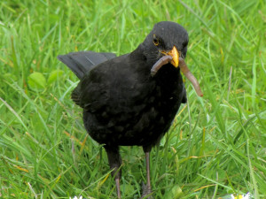 Kos černý od uživatele Ludmila47