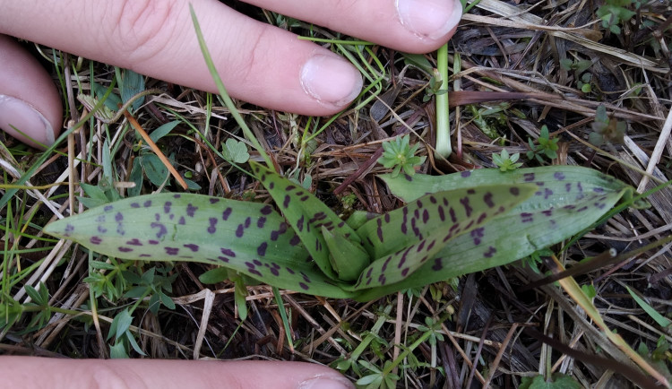 Vzácná orchidej prstnatec májový zachycená Danielou Procházkovou
