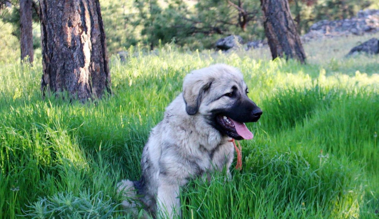 Pes utekl z areálu firmy a pokousal projíždějící cyklistku. Majitele policie trestně stíhá