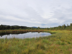 Šumavský národní park vrací na povrch země potoky dříve svedené do trubek
