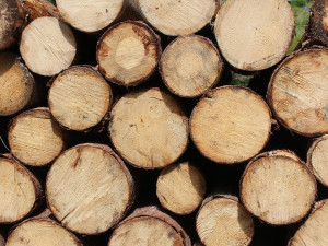 Cena dřeva je rekordní. Poptávka v šumavském národním parku převyšuje nabídku