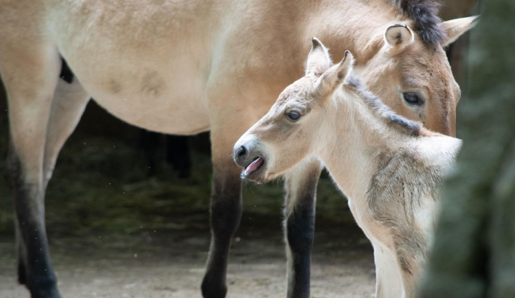 V liberecké zoo se narodila mláďata ohrožených kopytníků. Hříbě, žirafu i soba můžete spatřit ve výbězích