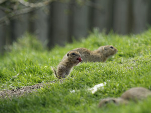 Zoo Hluboka nad Vltavou