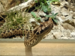 Zoo Hluboká se připravuje na hlavní návštěvnickou sezonu