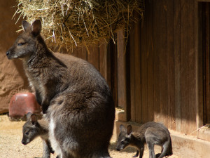 Zoo Hluboká se připravuje na hlavní návštěvnickou sezonu