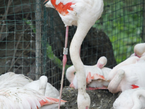 Zoo Hluboka nad Vltavou