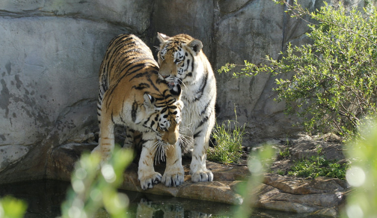 Zoo Hluboka nad Vltavou