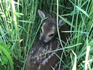 Průzkum luk drony před sečením zachrání na jihu Čech desítky srnčat