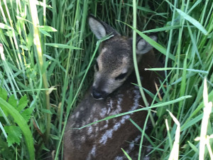 Průzkum luk drony před sečením zachrání na jihu Čech desítky srnčat