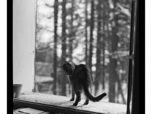 Třeboň zve na výstavu U Reynků