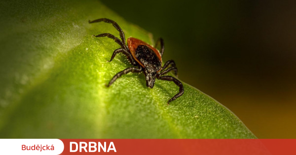 In southern Bohemia, hygienists confirm 99 cases of Lyme disease Health |  News |  Budějska Drbna