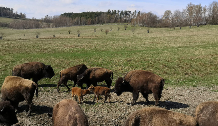 Chov bizonů na Českokrumlovsku se rozrostl o šest mláďat
