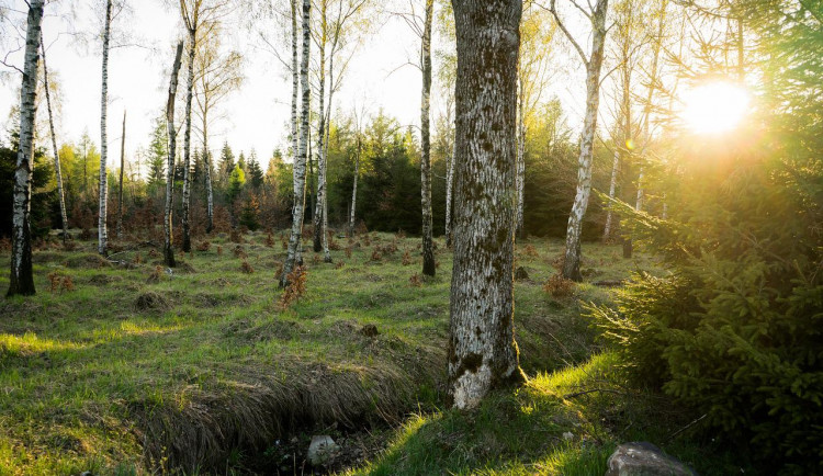 Lesy města Tábor povede od července pátý jednatel za posledních pět let