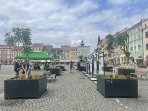 Na budějcké náměstí se vrátily stromy