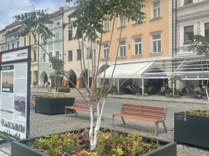 Na budějcké náměstí se vrátily stromy