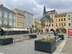 Na budějcké náměstí se vrátily stromy