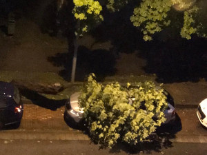 Strom spadl na auto v Českých Velenicích. Foto: Hoang Odyse