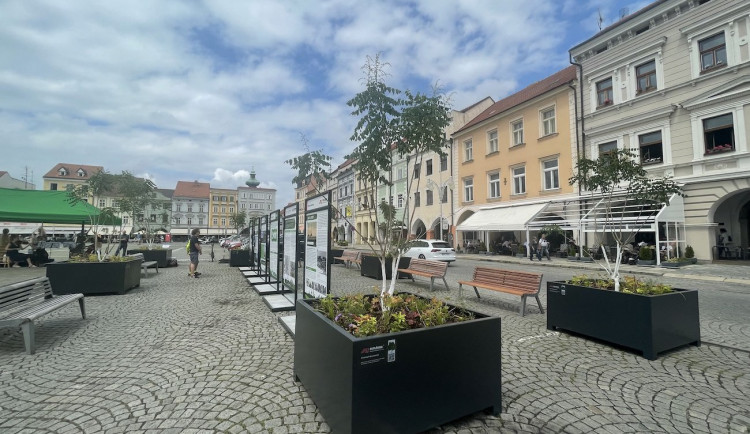 Na budějcké náměstí se vrátily stromy