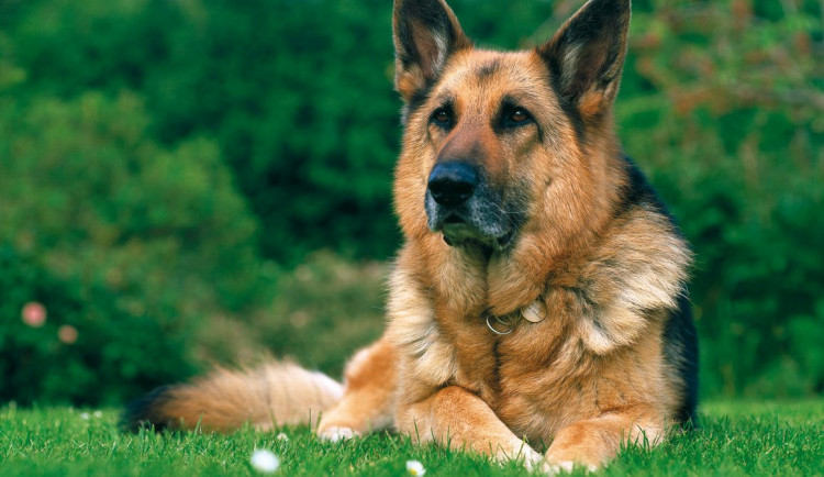 Žďárský policista ponechal ve vozidle služebního psa, ten vlivem extrémních teplot uhynul