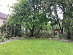 VIDEO: Bouřka poničila oblíbenou alej v Českých Velenicích. Úklid potrvá několik dnů