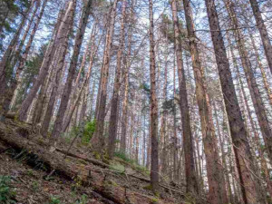 Kvůli stovkám nebezpečných a suchých stromů uzavřel národní park Šumava část trasy k Předním Paštím. Foto: Štěpán Rosenkranz