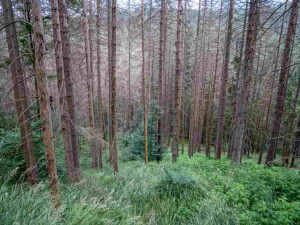 Kvůli stovkám nebezpečných a suchých stromů uzavřel národní park Šumava část trasy k Předním Paštím. Foto: Štěpán Rosenkranz
