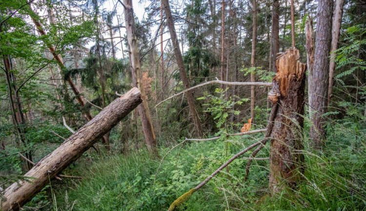 Kvůli stovkám nebezpečných a suchých stromů uzavřel národní park Šumava část trasy k Předním Paštím. Foto: Štěpán Rosenkranz