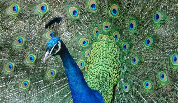 Zakousli je psi, ničili majetek. Pávi už nejsou v areálu třeboňského zámku