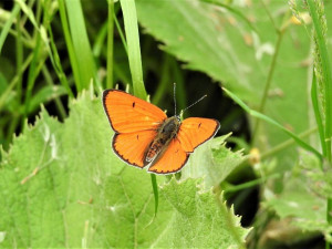 Ohrožený ohniváček černočárný.