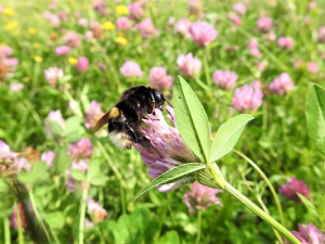 Čmelák zemní na květenství jetele lučního.