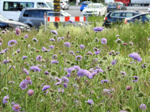 Kvetoucí chrastavce rolní na městském trávníku nedaleko Výstaviště.