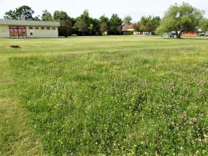 Extenzivně sečený trávník na sídlišti Vltava na jaře.