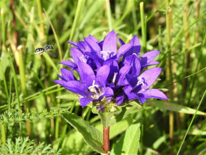 Zvonky klubkaté lákaly hmyz opět na dvou plochách kvetoucích trávníků.