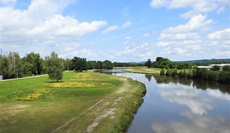 Ochlazují, zachycují prach a lákají hmyz. V Budějcích se budou trávníky sekat méně.