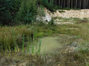Tůň v Pískovně Ledenice