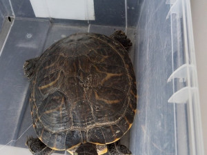 Nezodpovědní majitelé vypouští nechtěné želvy do přírody, nepůvodní plaz představuje velké riziko