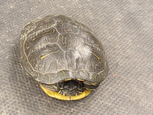 Nezodpovědní majitelé vypouští nechtěné želvy do přírody, nepůvodní plaz představuje velké riziko