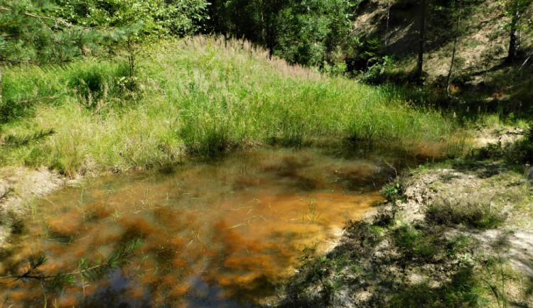 Tůň v Pískovně u Výskoku