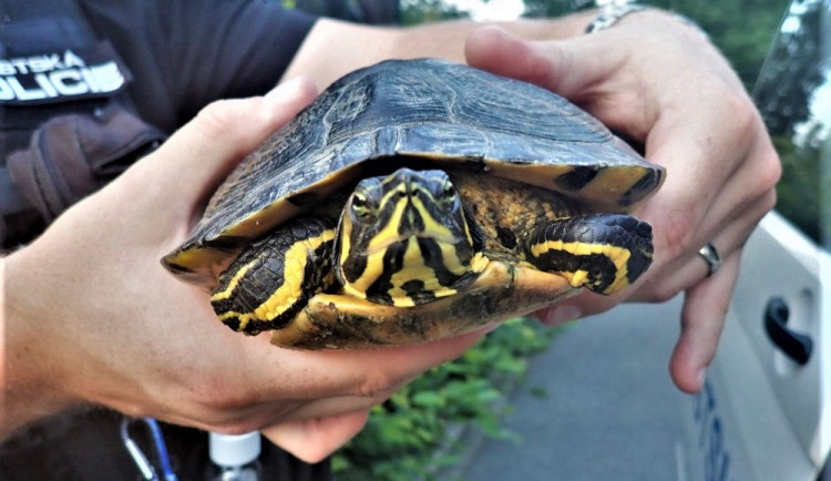 Nezodpovědní majitelé vypouští nechtěné želvy do přírody, nepůvodní plaz představuje velké riziko