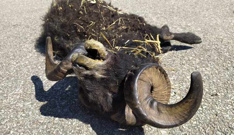 V hlubocké zoo uhynuli dva berani. Návštěvníci je krmili pečivem