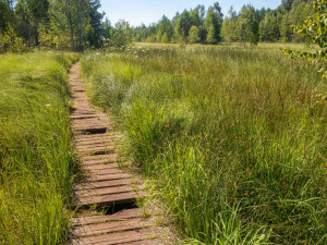 Národní park uzavře Soumarské rašeliniště. Kvůli stavbě