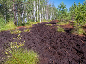 Národní park uzavře Soumarské rašeliniště. Kvůli stavbě