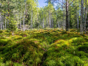 Národní park uzavře Soumarské rašeliniště. Kvůli stavbě