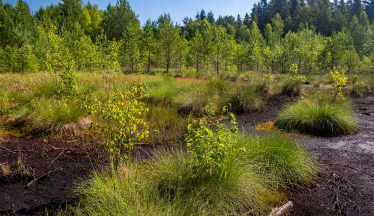 Národní park uzavře Soumarské rašeliniště. Kvůli stavbě