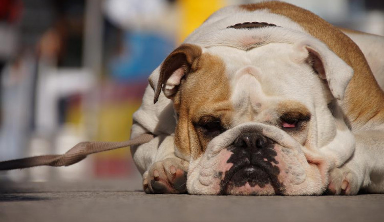 Muž nechal psa v horku hodinu a půl před obchoďákem. Zachránit ho museli strážníci